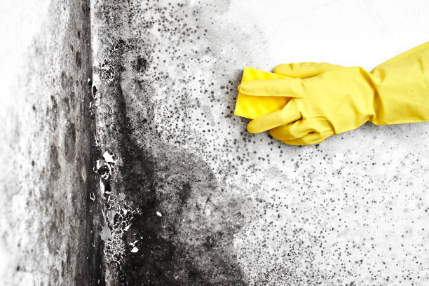 Best Mold Odor Removal Services  in Pelican Bay, FL